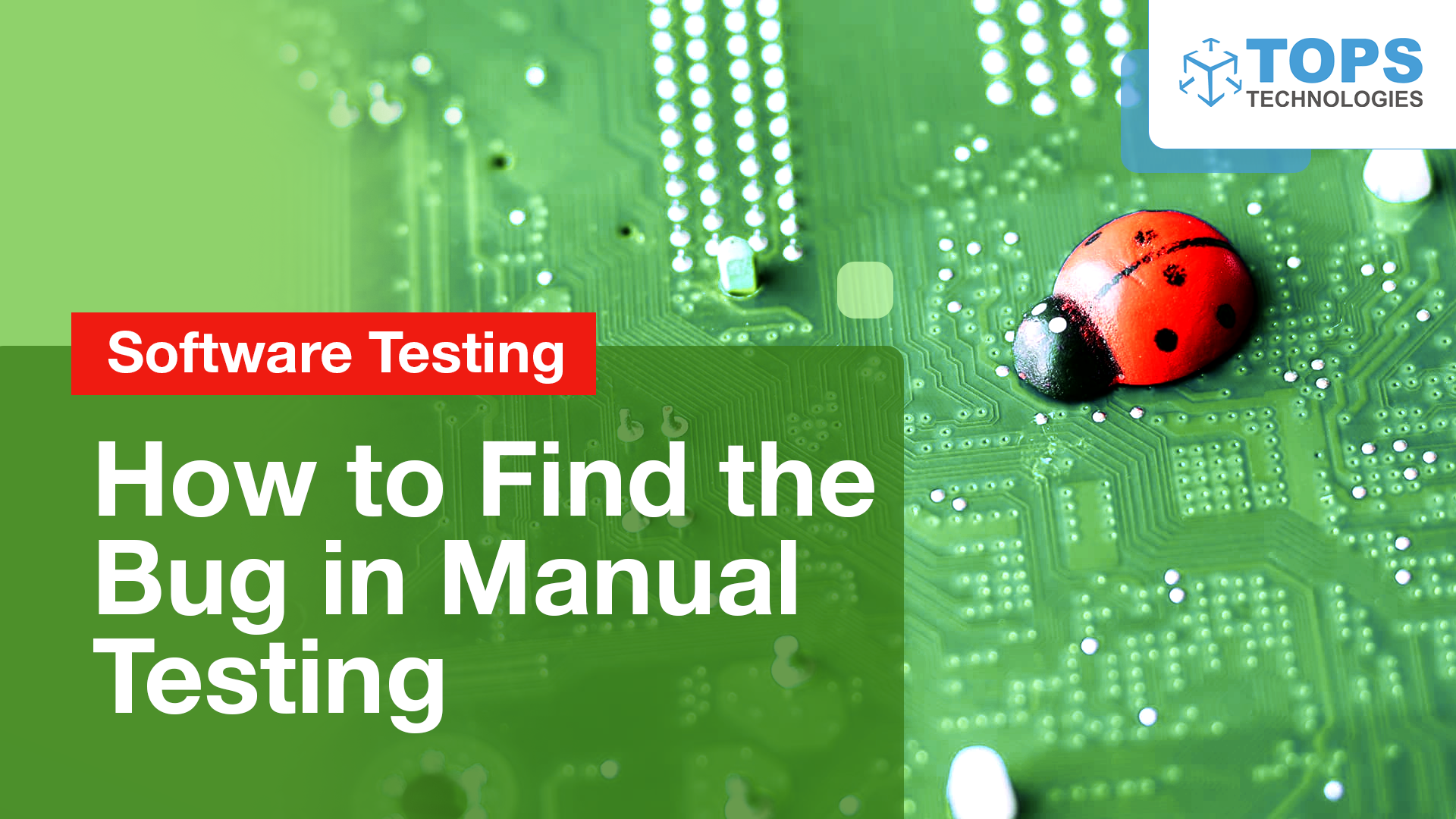 How to Find the Bug in Manual Testing Icon Image